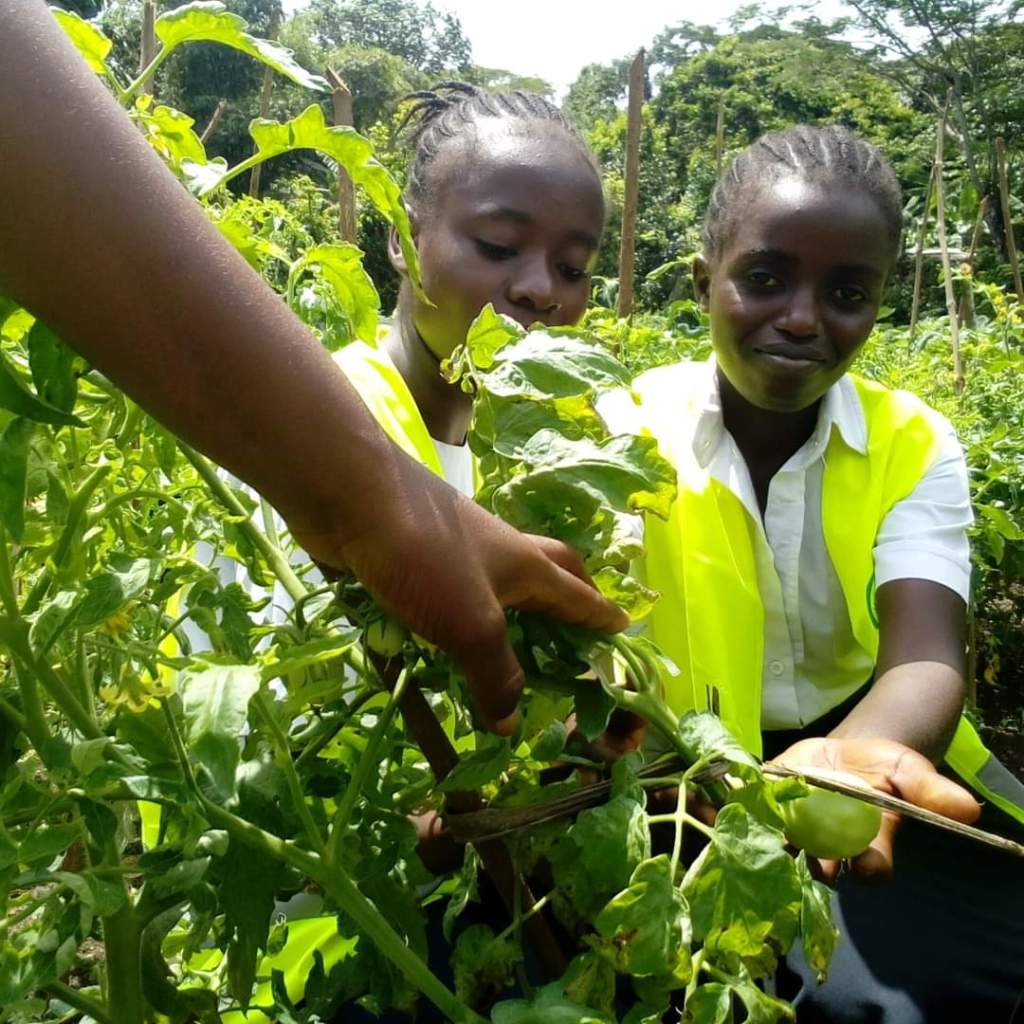 Phase 3 : Écoliers et&nbsp;Agroécologie