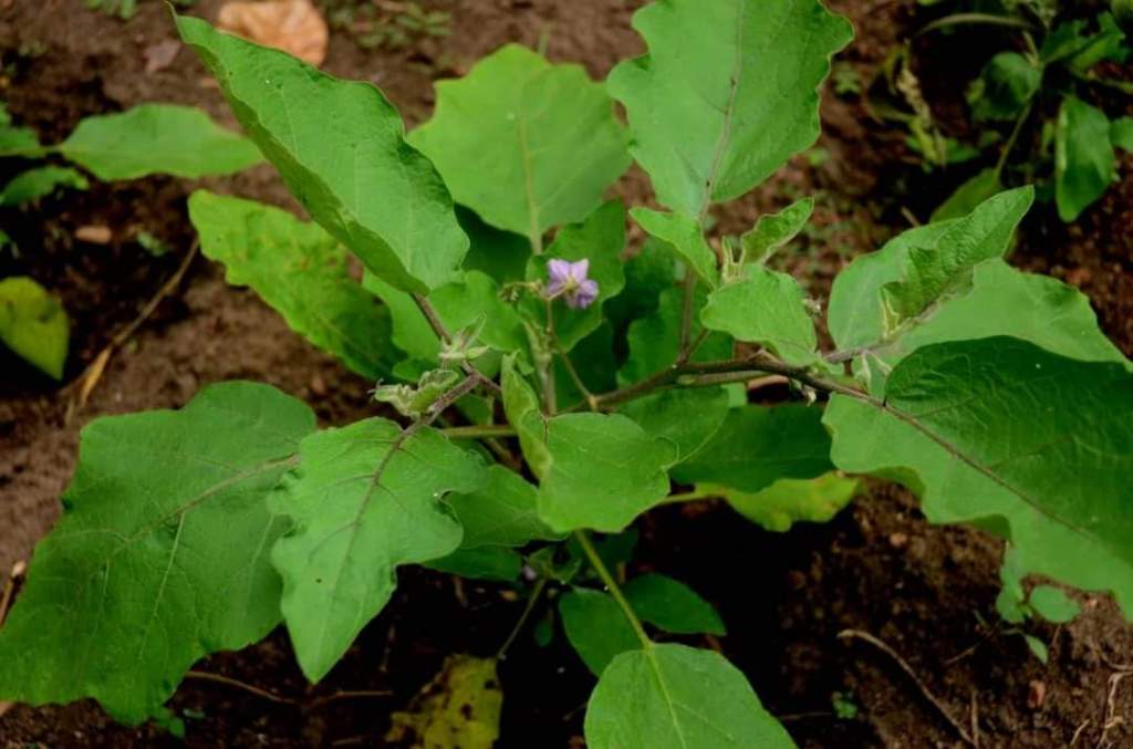Phase 2 : Écoliers et&nbsp;Agroécologie